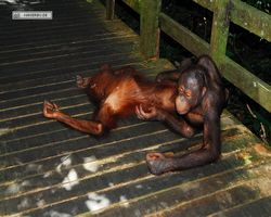 Malaysia - Borneo - Sepilok Orang Utan Rehabilitation Centre