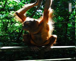 Malaysia - Borneo - Sepilok Orang Utan Rehabilitation Centre