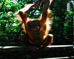 Malaysia - Borneo - Sepilok Orang Utan Rehabilitation Centre