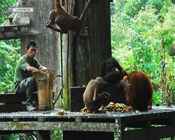 Malaysia - Borneo - Sepilok Orang Utan Rehabilitation Centre