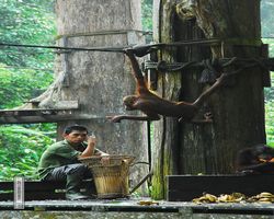 Malaysia - Borneo - Sepilok Orang Utan Rehabilitation Centre
