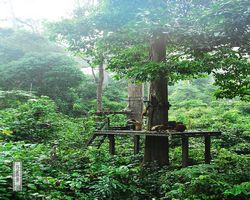 Malaysia - Borneo - Sepilok Orang Utan Rehabilitation Centre