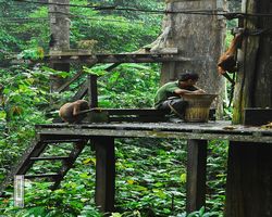 Malaysia - Borneo - Sepilok Orang Utan Rehabilitation Centre