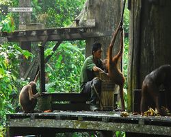 Malaysia - Borneo - Sepilok Orang Utan Rehabilitation Centre