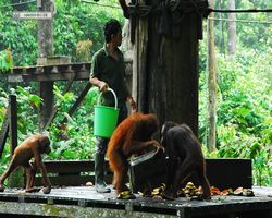 Malaysia - Borneo - Sepilok Orang Utan Rehabilitation Centre
