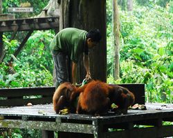 Malaysia - Borneo - Sepilok Orang Utan Rehabilitation Centre