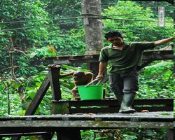 Malaysia - Borneo - Sepilok Orang Utan Rehabilitation Centre
