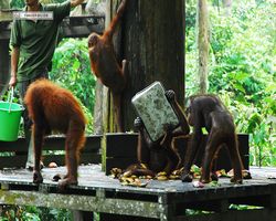 Malaysia - Borneo - Sepilok Orang Utan Rehabilitation Centre