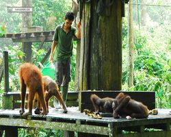 Malaysia - Borneo - Sepilok Orang Utan Rehabilitation Centre