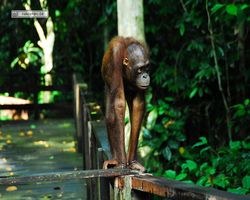 Malaysia - Borneo - Sepilok Orang Utan Rehabilitation Centre