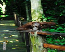 Malaysia - Borneo - Sepilok Orang Utan Rehabilitation Centre