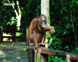 Malaysia - Borneo - Sepilok Orang Utan Rehabilitation Centre