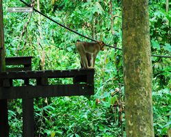 Malaysia - Borneo - Sepilok Orang Utan Rehabilitation Centre