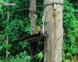 Malaysia - Borneo - Sepilok Orang Utan Rehabilitation Centre