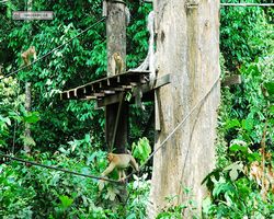 Malaysia - Borneo - Sepilok Orang Utan Rehabilitation Centre