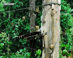 Malaysia - Borneo - Sepilok Orang Utan Rehabilitation Centre
