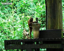 Malaysia - Borneo - Sepilok Orang Utan Rehabilitation Centre
