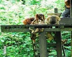 Malaysia - Borneo - Sepilok Orang Utan Rehabilitation Centre