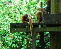 Malaysia - Borneo - Sepilok Orang Utan Rehabilitation Centre