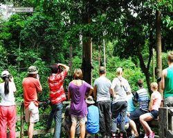Malaysia - Borneo - Sepilok Orang Utan Rehabilitation Centre