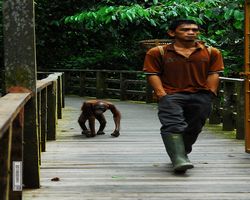 Malaysia - Borneo - Sepilok Orang Utan Rehabilitation Centre