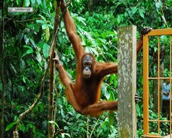 Malaysia - Borneo - Sepilok Orang Utan Rehabilitation Centre