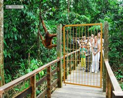 Malaysia - Borneo - Sepilok Orang Utan Rehabilitation Centre