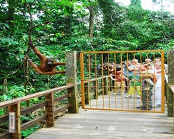 Malaysia - Borneo - Sepilok Orang Utan Rehabilitation Centre
