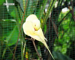Malaysia - Kuala Lumpur - Bird Park