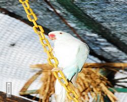 Malaysia - Kuala Lumpur - Bird Park