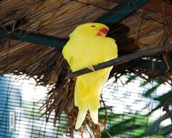 Malaysia - Kuala Lumpur - Bird Park