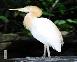 Malaysia - Kuala Lumpur - Bird Park