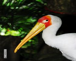 Malaysia - Kuala Lumpur - Bird Park