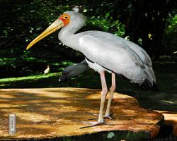Malaysia - Kuala Lumpur - Bird Park