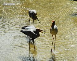 Malaysia - Kuala Lumpur - Bird Park