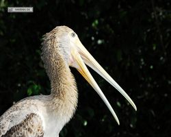 Malaysia - Kuala Lumpur - Bird Park