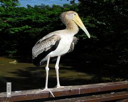 Malaysia - Kuala Lumpur - Bird Park