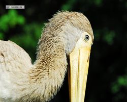 Malaysia - Kuala Lumpur - Bird Park