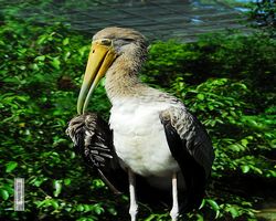 Malaysia - Kuala Lumpur - Bird Park