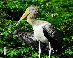 Malaysia - Kuala Lumpur - Bird Park