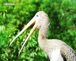 Malaysia - Kuala Lumpur - Bird Park