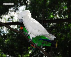 Malaysia - Kuala Lumpur - Bird Park