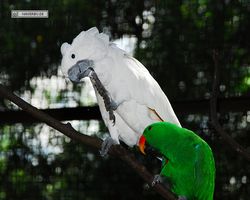Malaysia - Kuala Lumpur - Bird Park