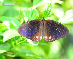 Malaysia - Kuala Lumpur - Butterfly Park