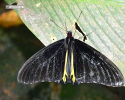 Malaysia - Kuala Lumpur - Butterfly Park