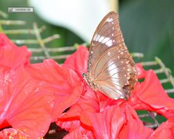 Malaysia - Kuala Lumpur - Butterfly Park