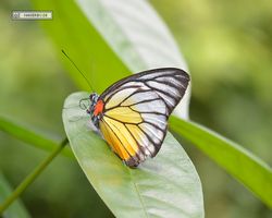 Malaysia - Kuala Lumpur - Butterfly Park