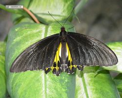 Malaysia - Kuala Lumpur - Butterfly Park