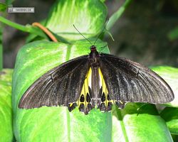 Malaysia - Kuala Lumpur - Butterfly Park