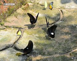 Malaysia - Kuala Lumpur - Butterfly Park